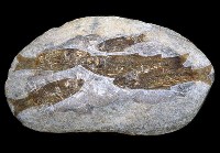 藏品(歐許尼魚化石群)的圖片